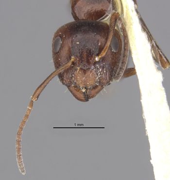 Media type: image;   Entomology 29495 Aspect: head frontal view